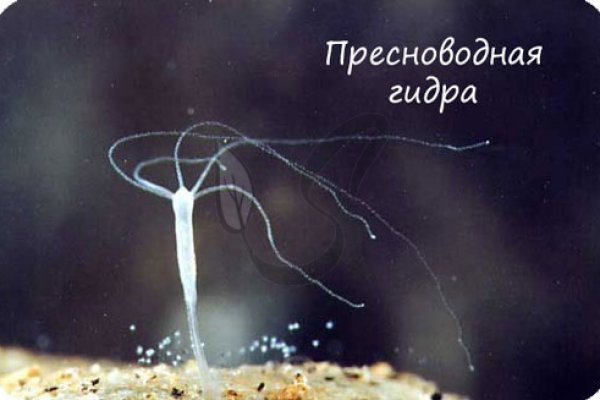 Kraken это современный маркетплейс
